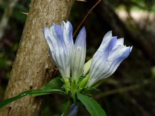 {Gentiana decora}